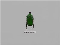 藏品(臺灣扇角金龜)的圖片